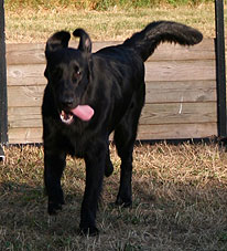 mille-hopp2.jpg (19753 bytes)